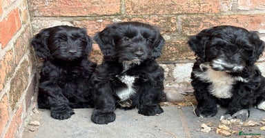 Cockapoo dogs - Advert 1