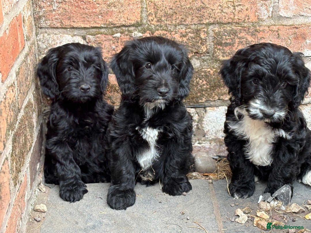 Cockapoo dogs for sale: F1 Adorable CockerPoo Puppies  - Image 10