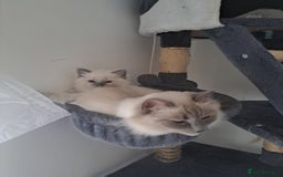 Ragdoll cats for sale: Ragdoll boys for new homes - Image 6