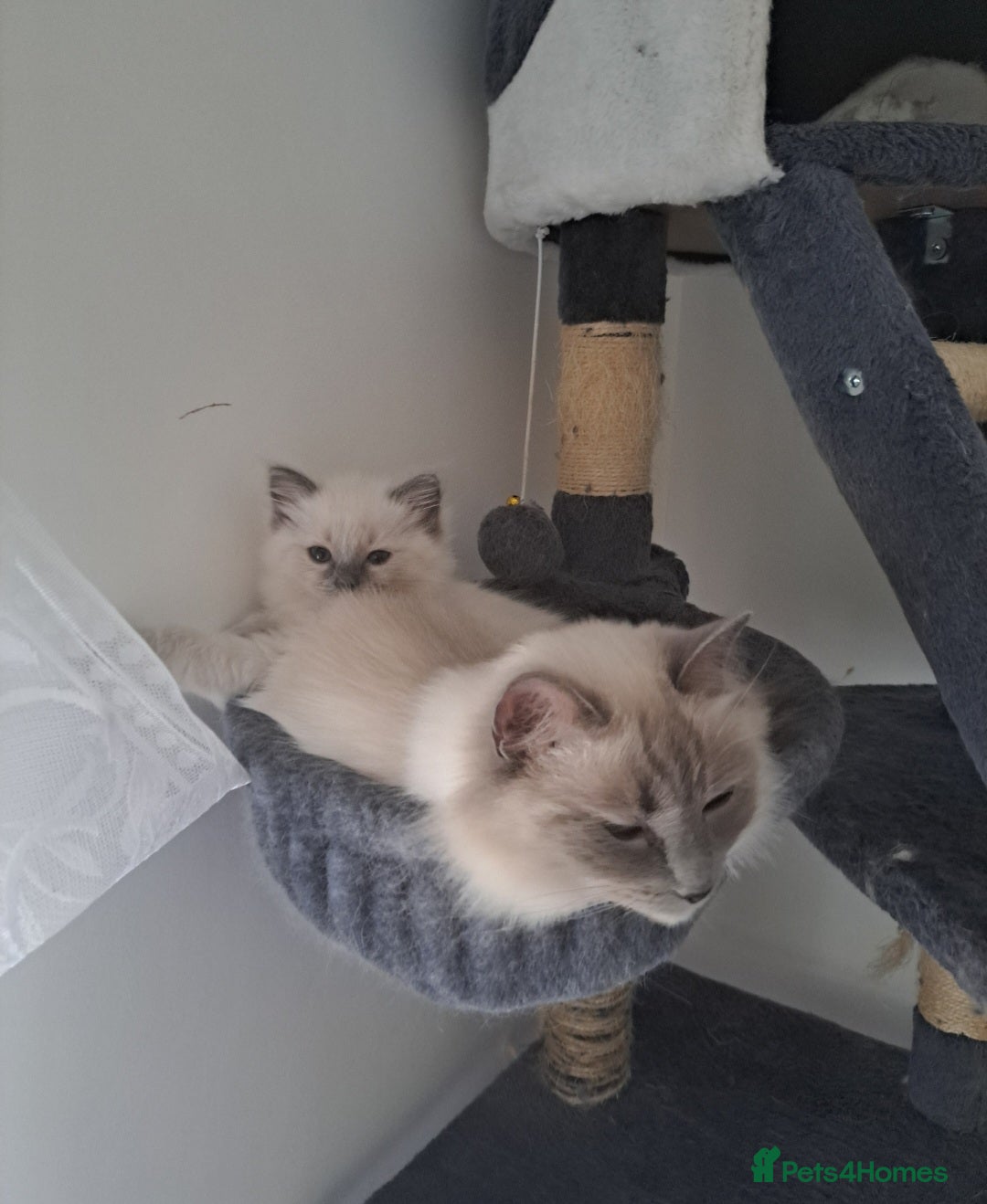 Ragdoll cats for sale: Ragdoll boys for new homes - Image 6
