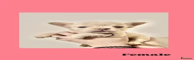 French Bulldog 6