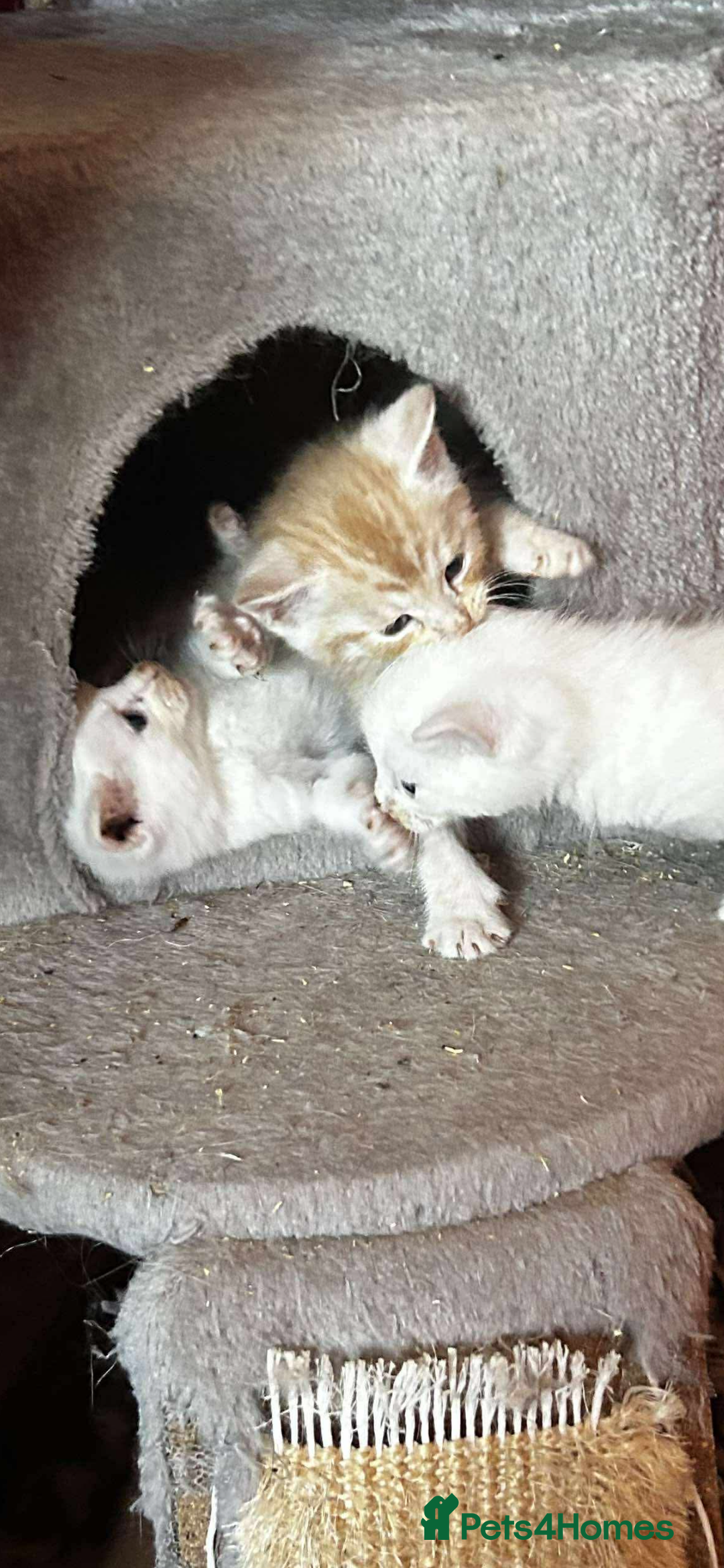 Domestic Shorthair cats for sale: 3 white kittens with blue eyes  - Image 5