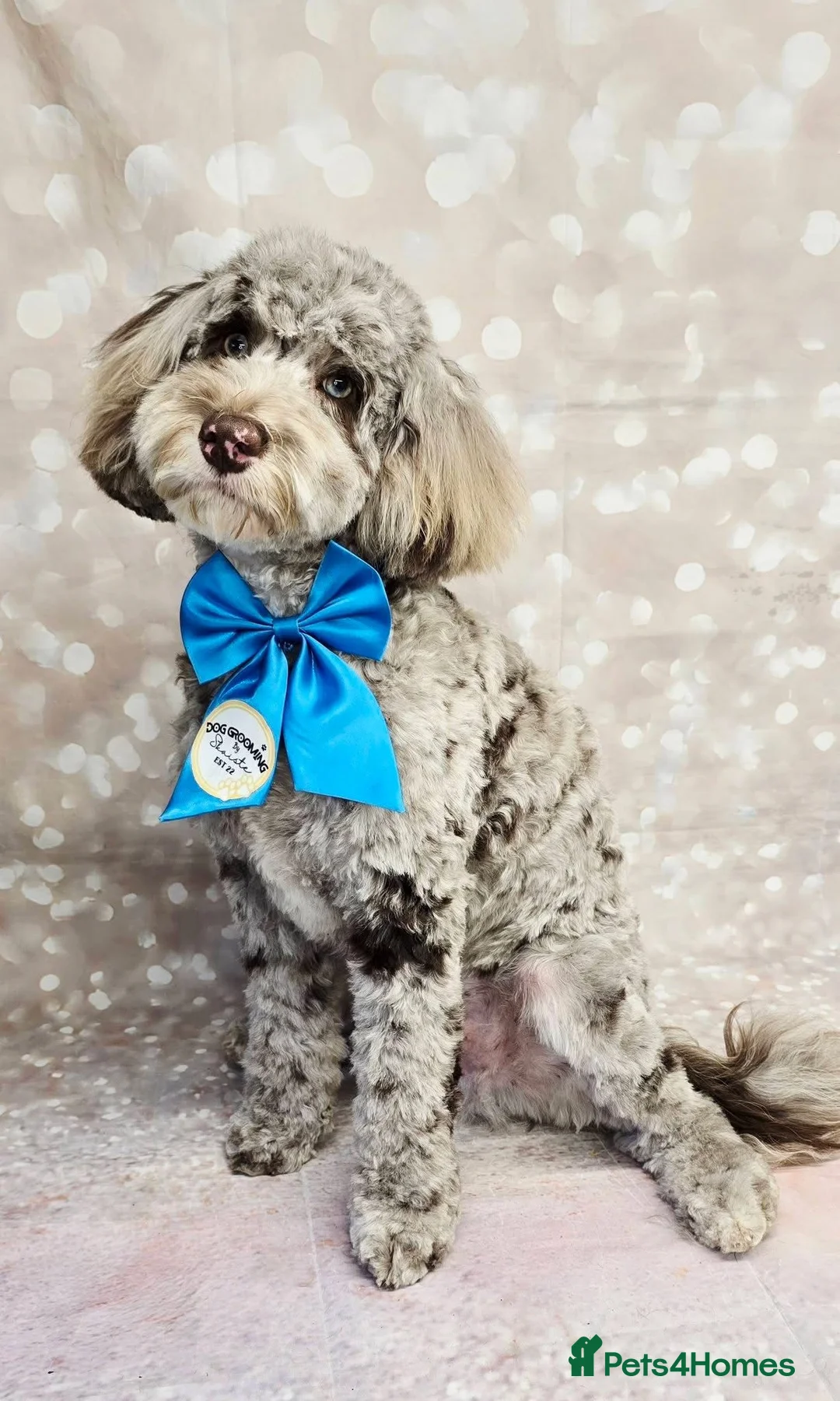 Cockapoo dogs for sale: 9 Month Cockapoo  in Thetford - Advert 2