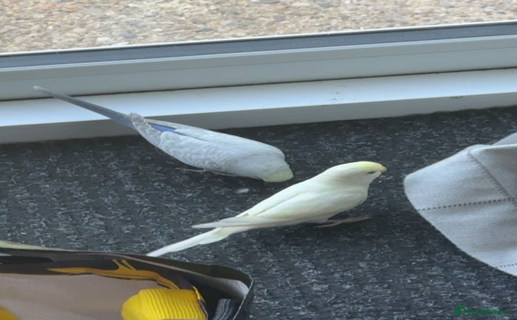 Budgerigars birds - Advert 6
