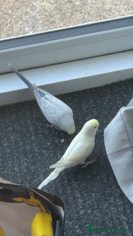 Budgerigars birds - Advert 13