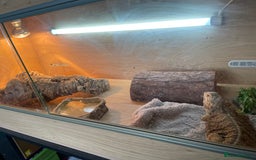 Bearded Dragon reptiles for sale: Bearded dragon and full set up - Image 5