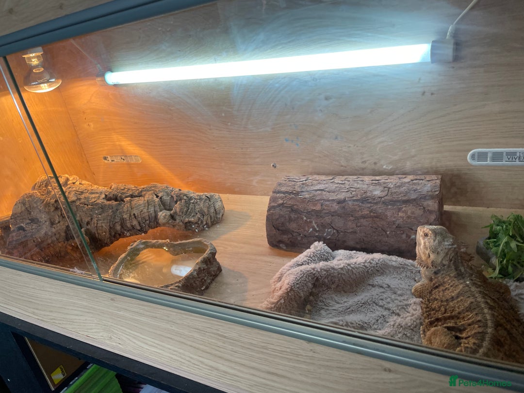 Bearded Dragon reptiles for sale: Bearded dragon and full set up - Image 5