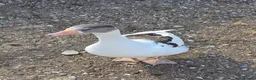 Geese poultry for sale: Mixed geese breed  - Advert 5