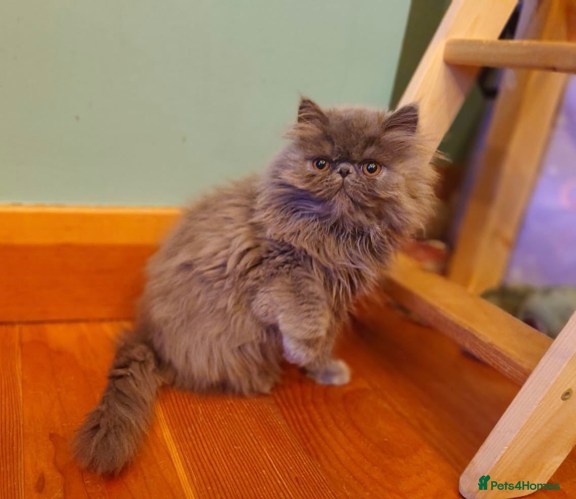 Persian cats Registered Pedigree solid blue Persian Kitten - Advert 13