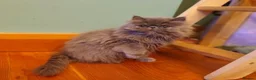 Persian cats for sale: Pedigree Persian and Exotic kitten waiting list  - Advert 2
