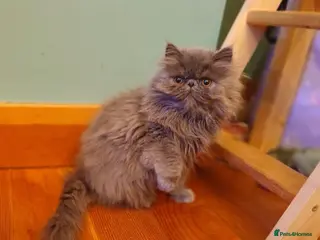 Persian cats Registered Pedigree solid blue Persian Kitten - Advert 13