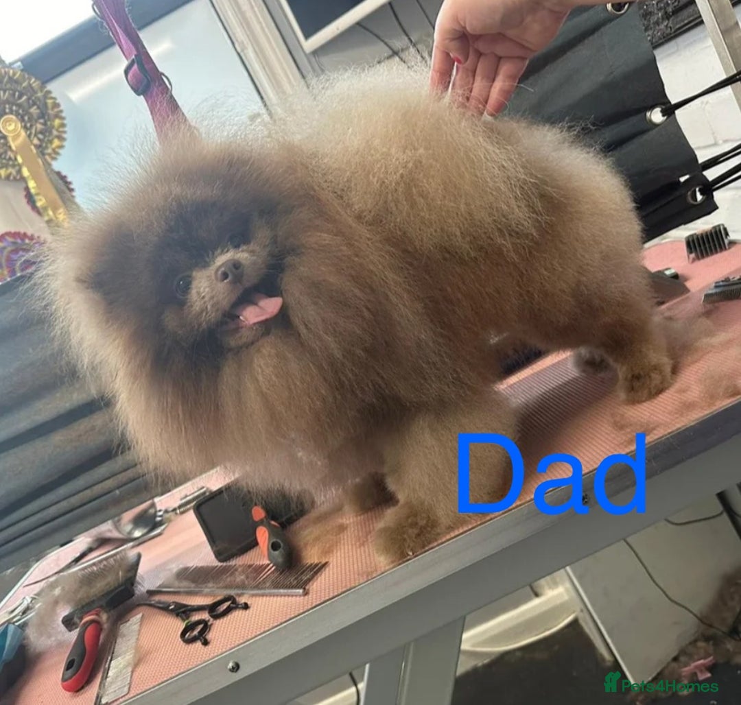 Pomeranian dogs for sale: Quality Chocolate Small Chocolate Teddy Bear - Image 18
