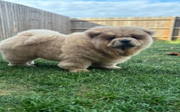 Chow Chow dogs for sale: Champion pedigree chow chow puppies in Northampton - Image 30