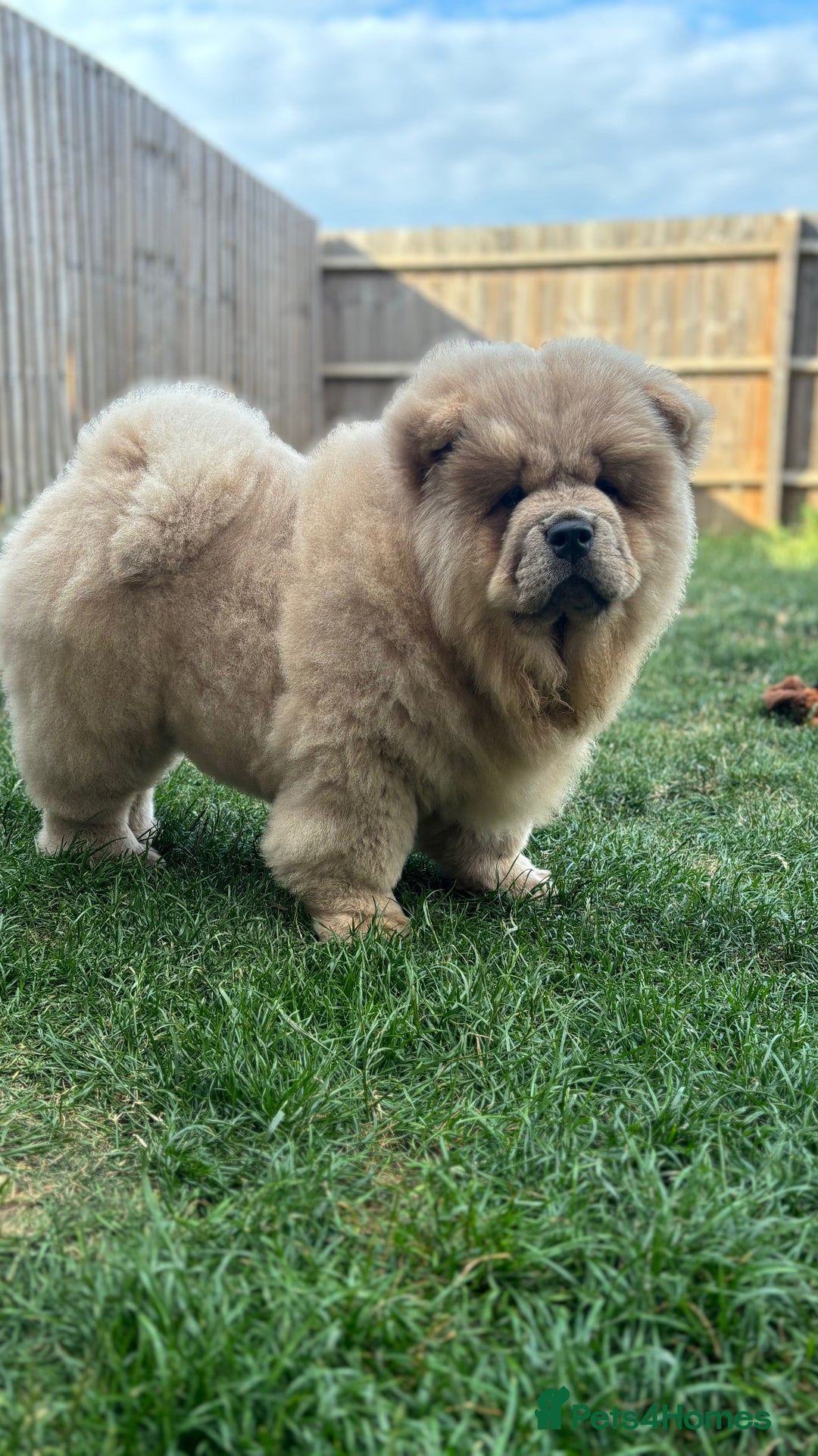 Chow Chow dogs for sale: Champion pedigree chow chow puppies in Northampton - Image 30