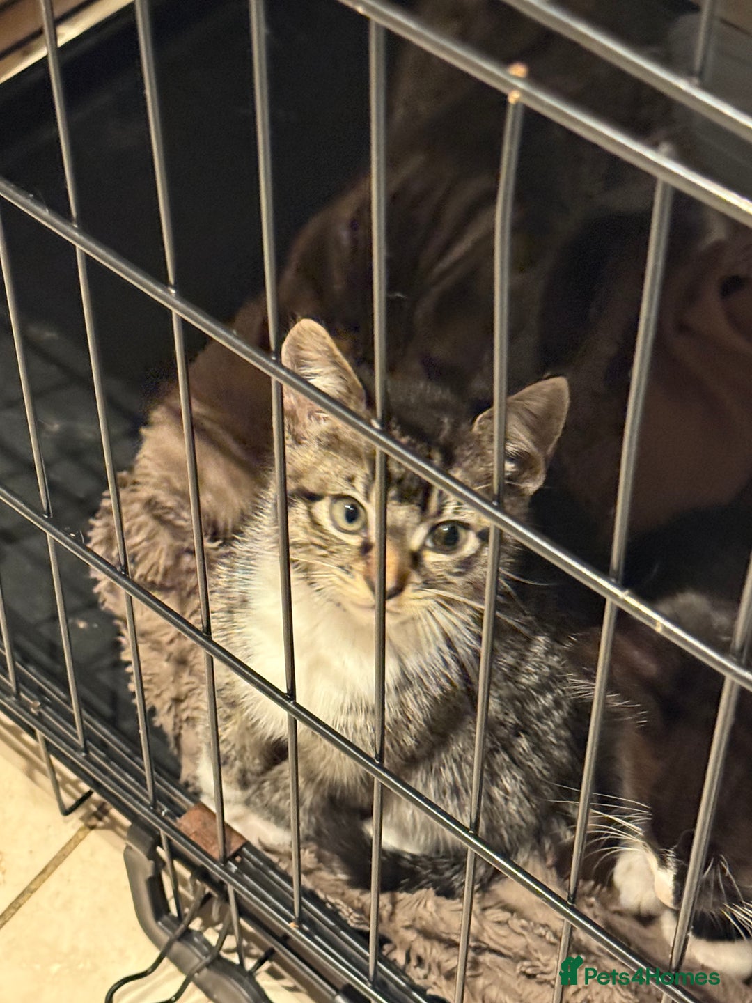 Mixed Breed cats for sale: 2 kittens female  - Advert 6