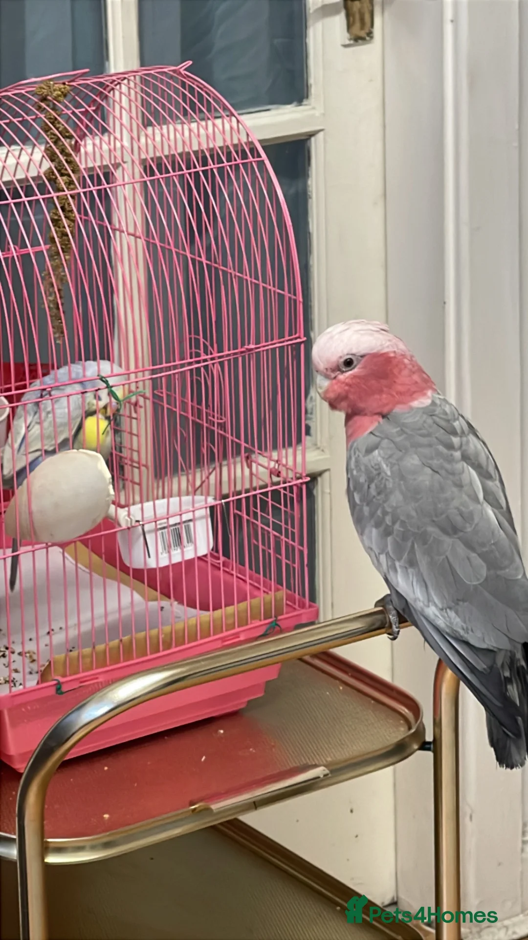 Parrots birds for sale: Gorgeous Gallah  in Halifax - Advert 2