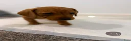 Dachshund dogs for sale: 7x daschund puppies  - Advert 7