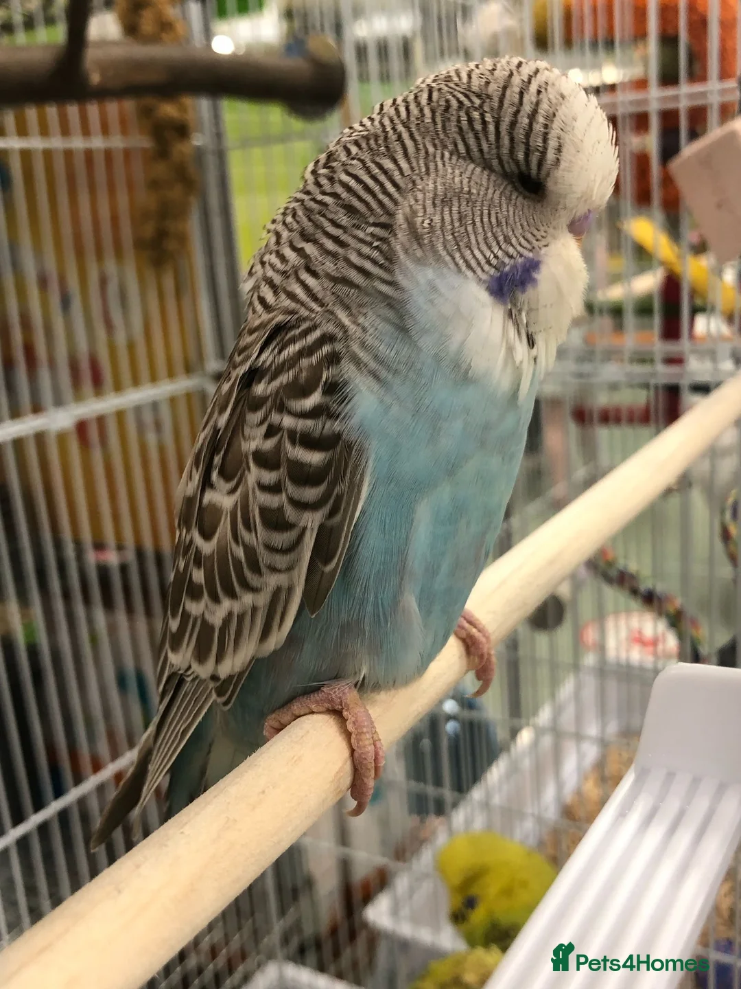 Budgerigars birds for sale: 2 male budgies in Pudsey - Advert 2