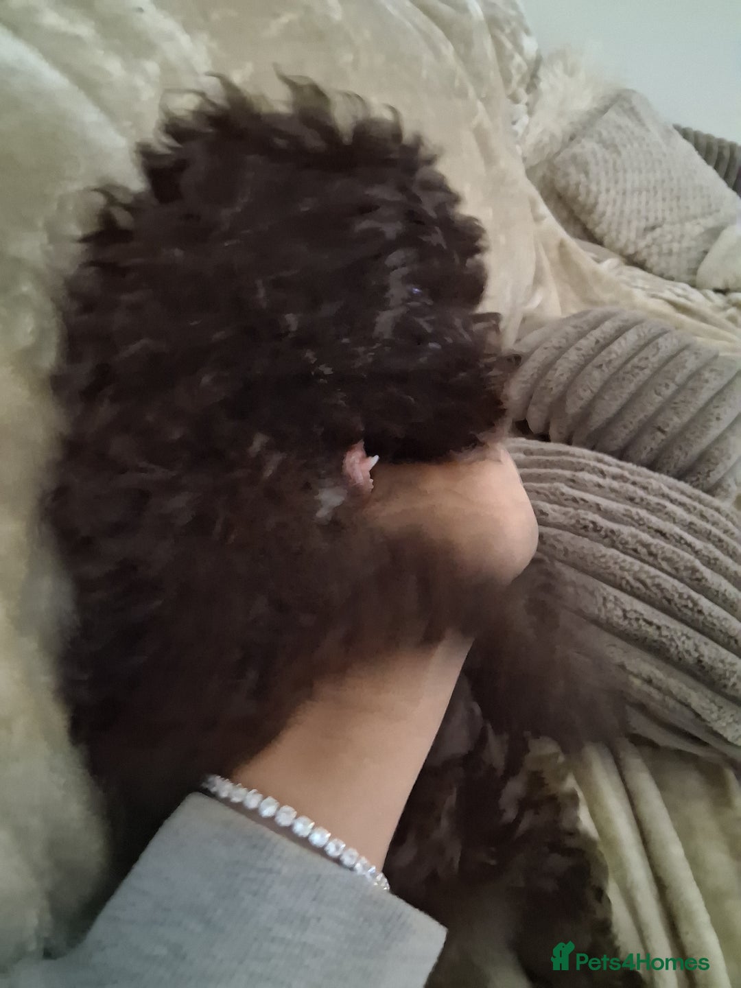 Cockapoo dogs for sale: Beautiful cockapoo for sale - Image 4