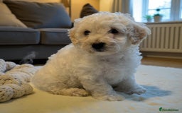 Poochon dogs for sale: Stunning Poochon Puupies - Image 10