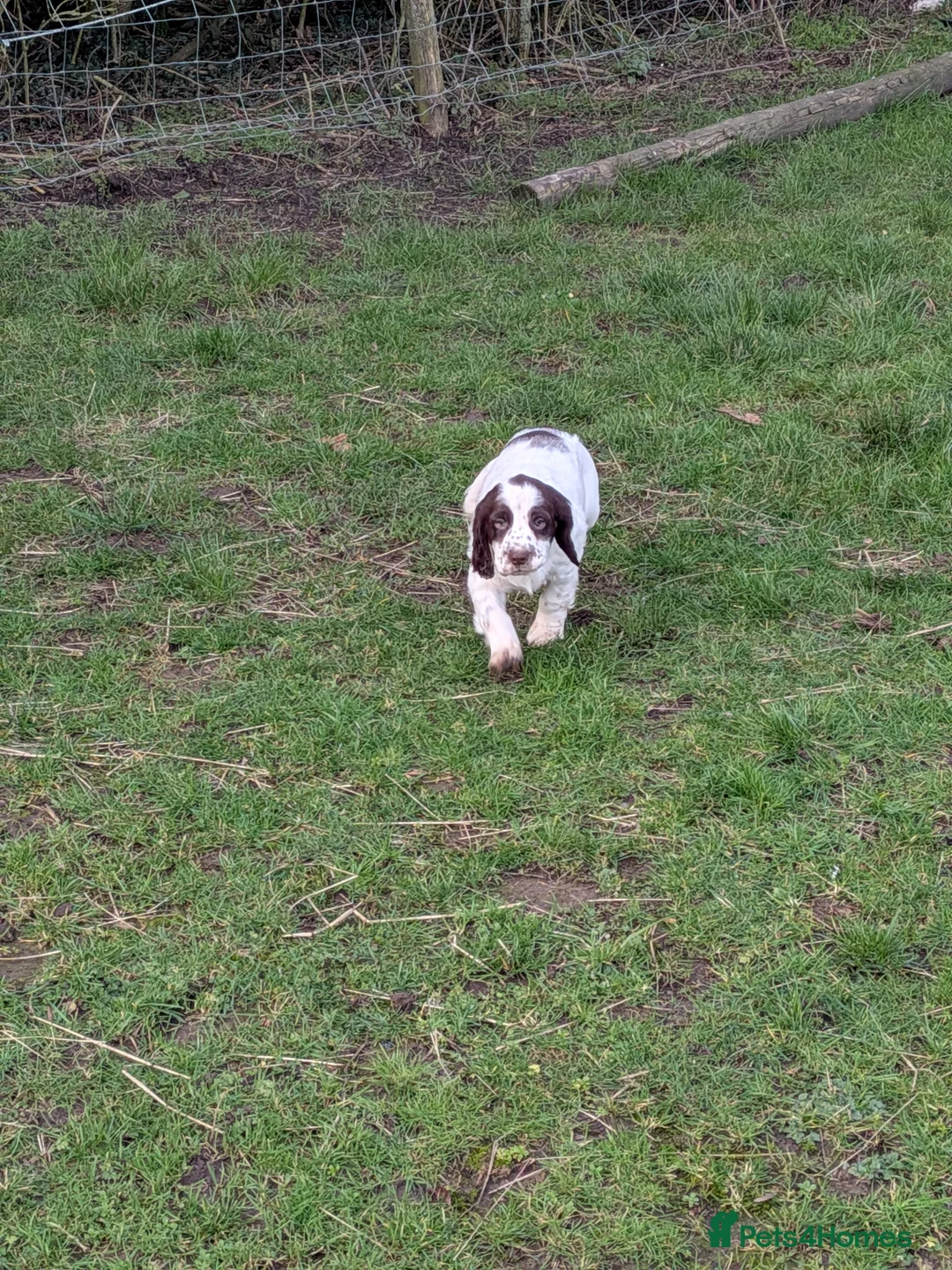 Cocker Spaniel dogs for sale: Cocker spaniel puppies  - Advert 4