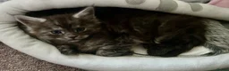 Maine Coon cats for sale: Maine Coon Kittens GCCF.  Health tested parents  - Advert 11