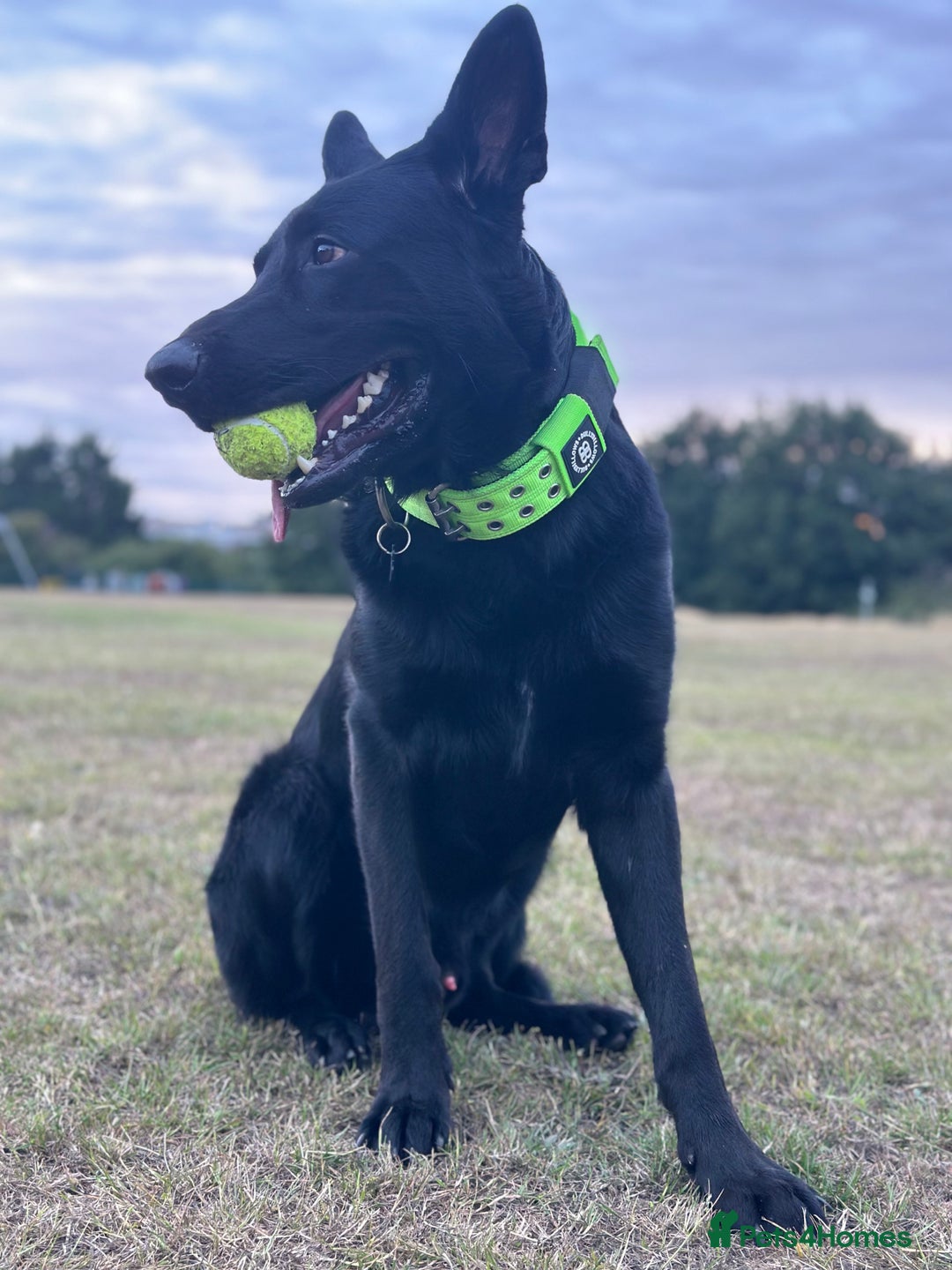 German Shepherd dogs for stud: German Shepherd *STUD* - Image 11