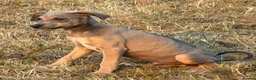 Lurcher dogs for sale: Stunning Lurchers  - Advert 19