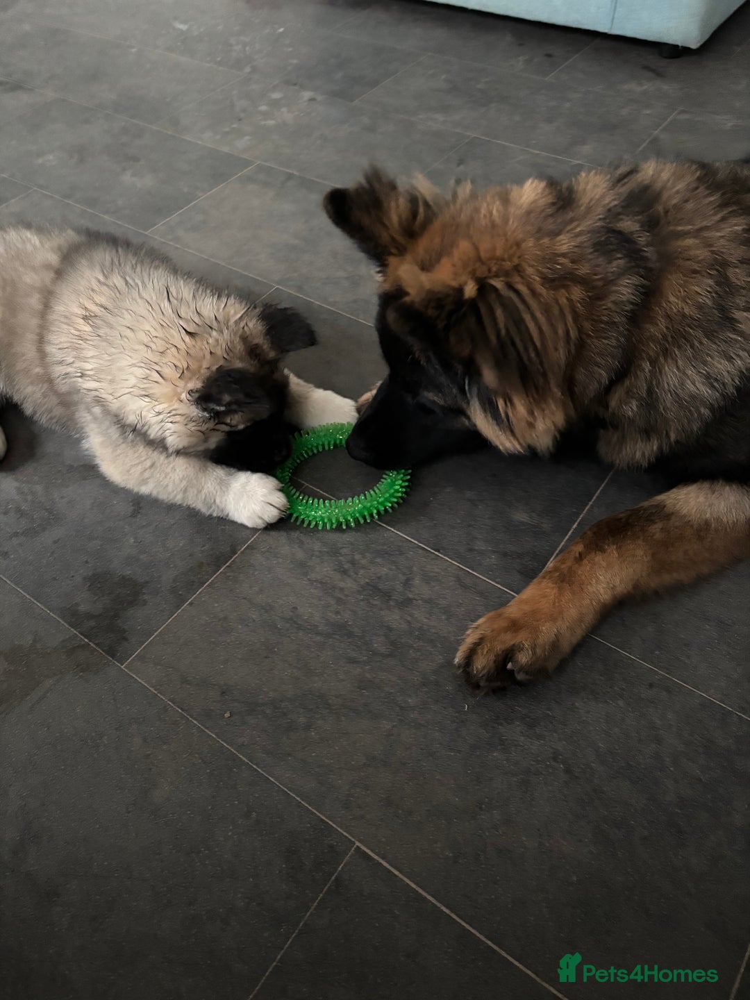 Akita dogs for sale: Beautiful 8week Akita  - Advert 3