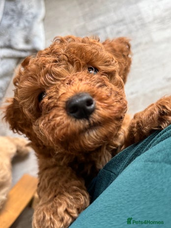 Miniature Poodle dogs - Advert 3