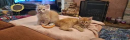 Maine Coon cats for sale: 😻😻😻😻 Maine Coon Kittens Ready Soon Red Tabby F - Advert 6