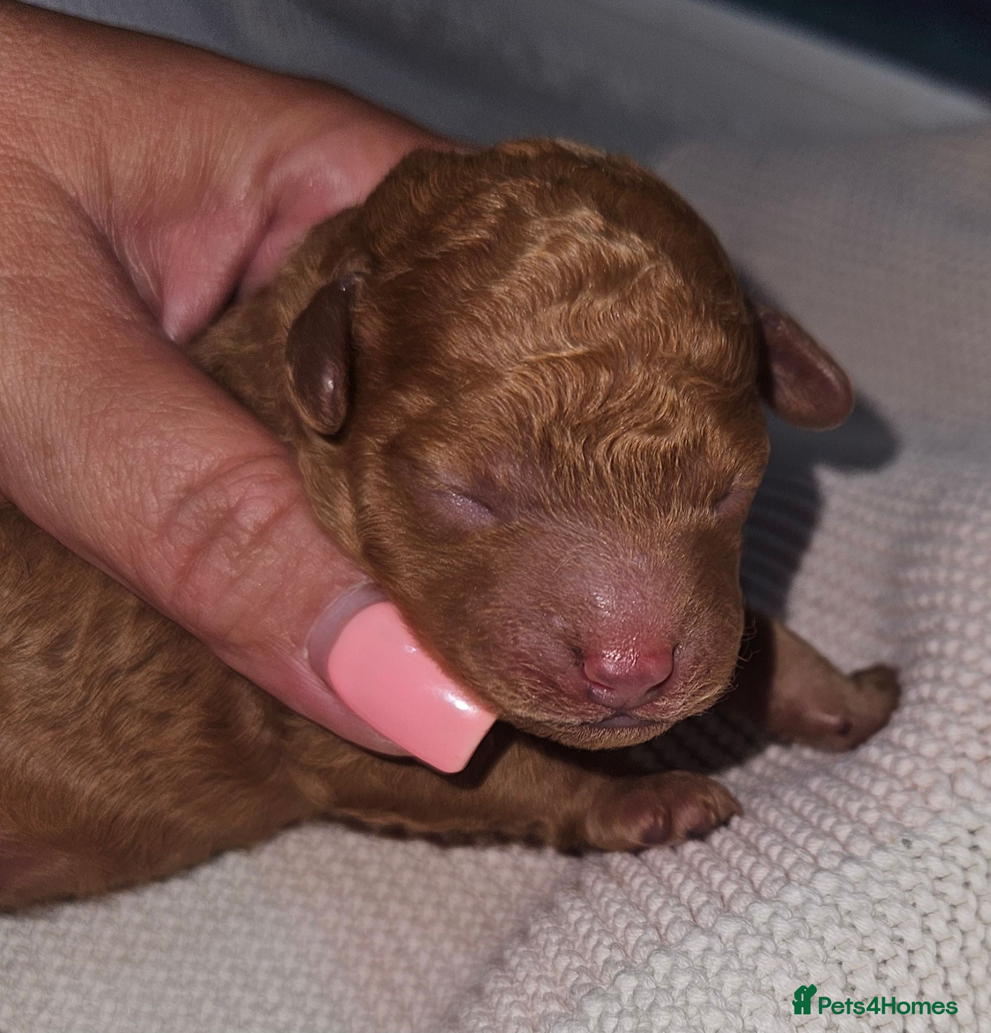 Toy Poodle dogs  Licensed breeder, DNA CLEAR tiny toy poodles! - Advert 9