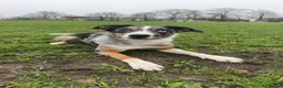 Border Collie dogs for sale: A litter of 8 puppies confirmed!  - Advert 4