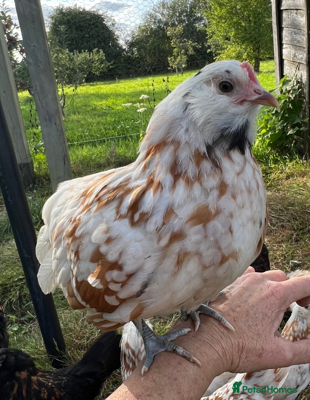 Chickens poultry for sale: Rare Breed Thuringian Chamois & Black Chickens  - Image 11