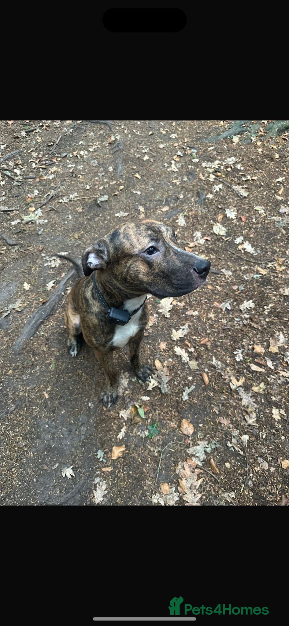 American Bulldog dogs American bulldog male - Advert 4