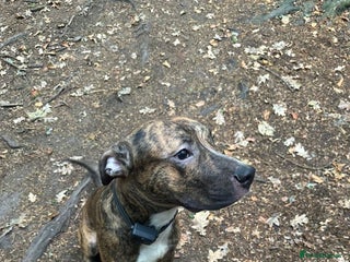 American Bulldog dogs American bulldog male - Advert 4