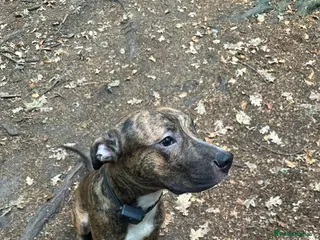 American Bulldog dogs American bulldog male - Advert 22