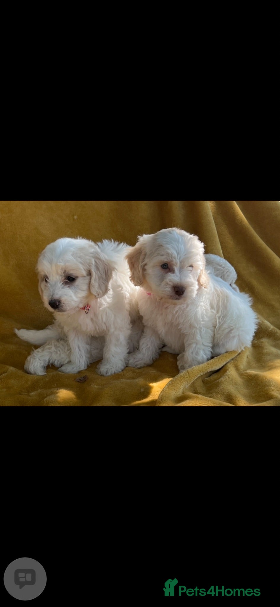 Cockapoo dogs adorable cockapoo puppies - Advert 1