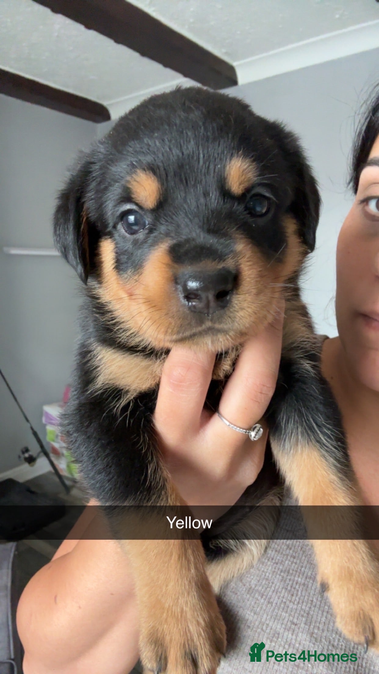 Rottweiler dogs BEAUTIFUL ROTTWEILER PUPPIES - Advert 2