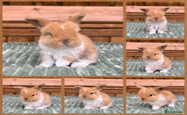Mini Lop rabbits - Advert 1