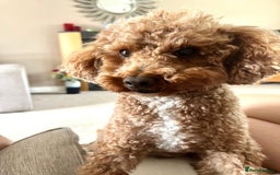 Toy Poodle dogs for stud: Toy Poodle For Stud - Image 3