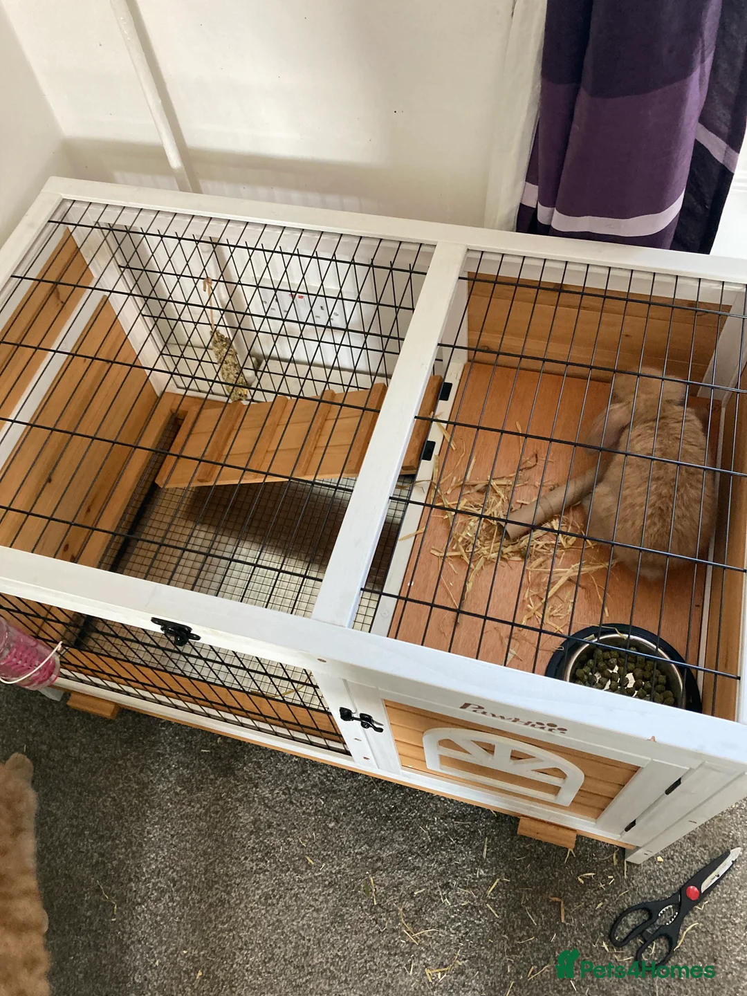 Mini Lop rabbits for sale: Tux and Caramel need rehoming - Advert 7