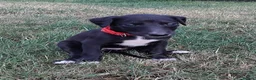 Mixed Breed dogs for sale: Whippet x Saluki puppies - Advert 14