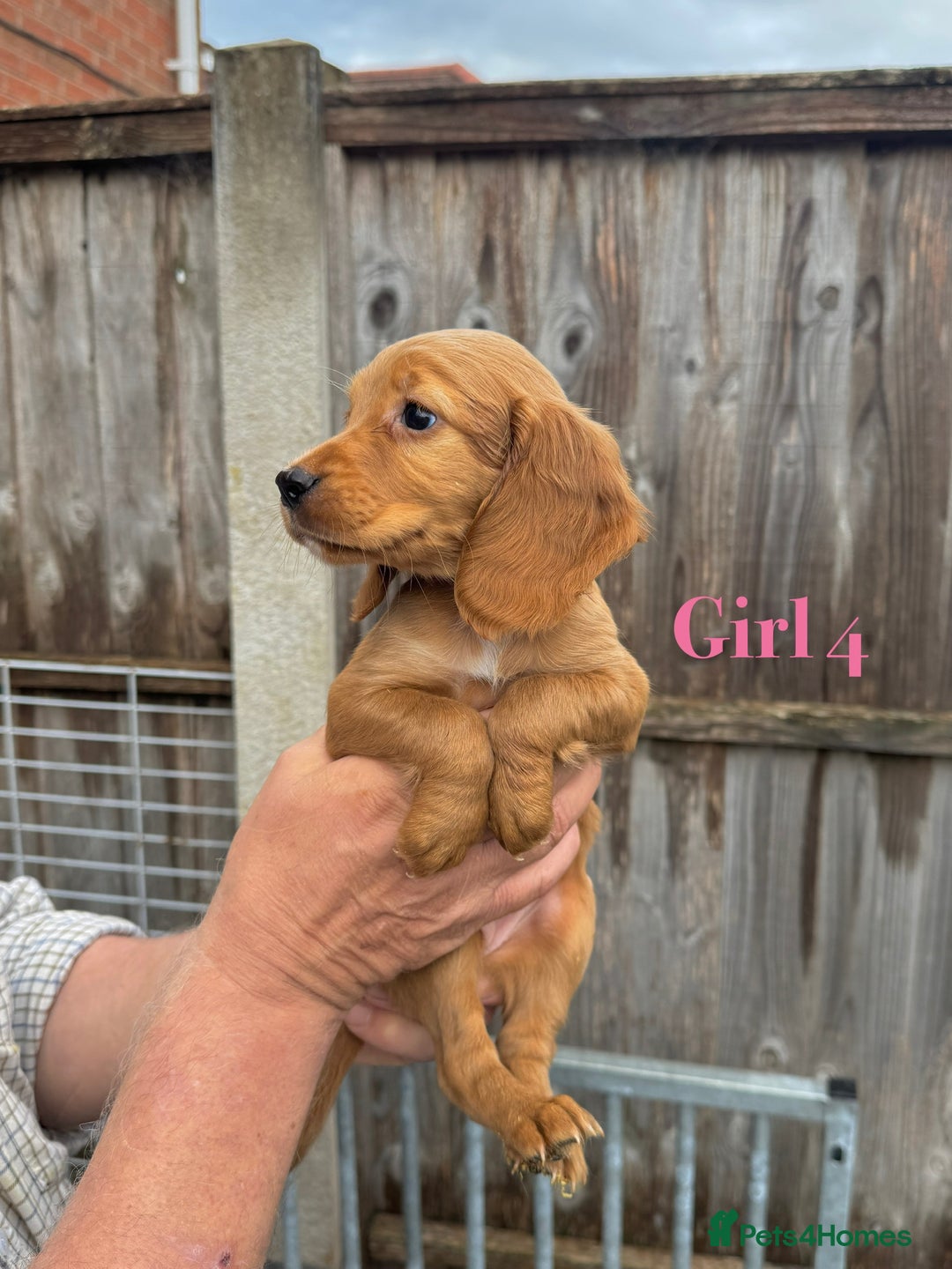Cocker Spaniel dogs for sale: Working cocker spaniel puppies - Image 17