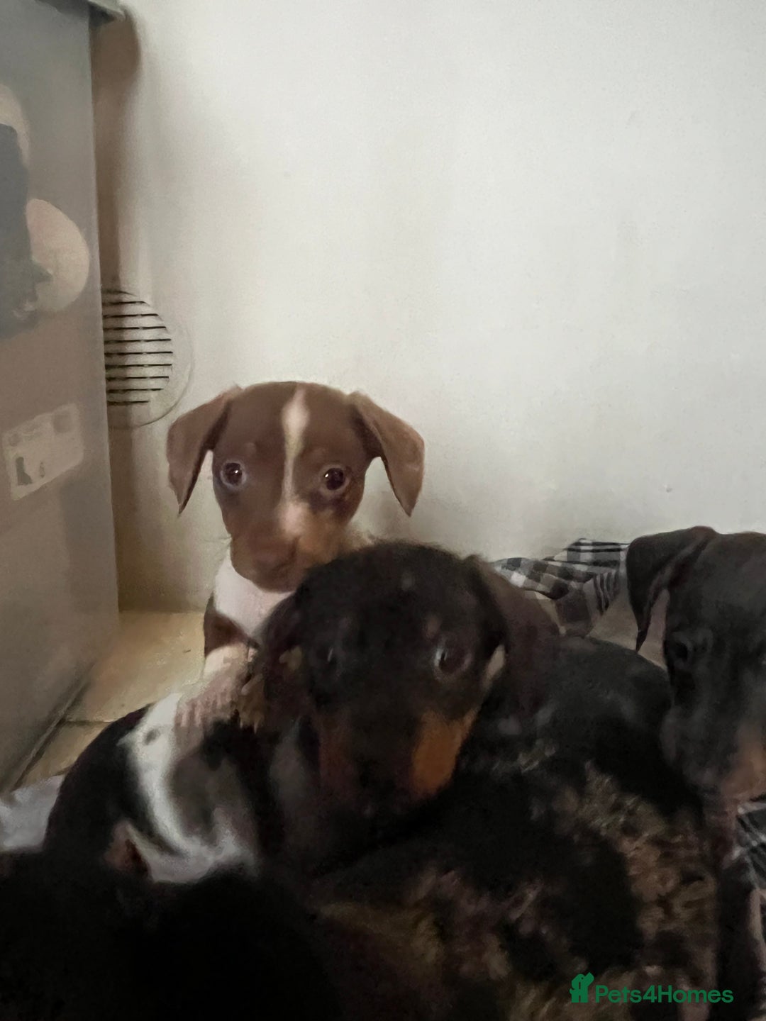 Miniature Dachshund dogs for sale: 💞Ready now Miniature dachshund 💞 - Advert 12