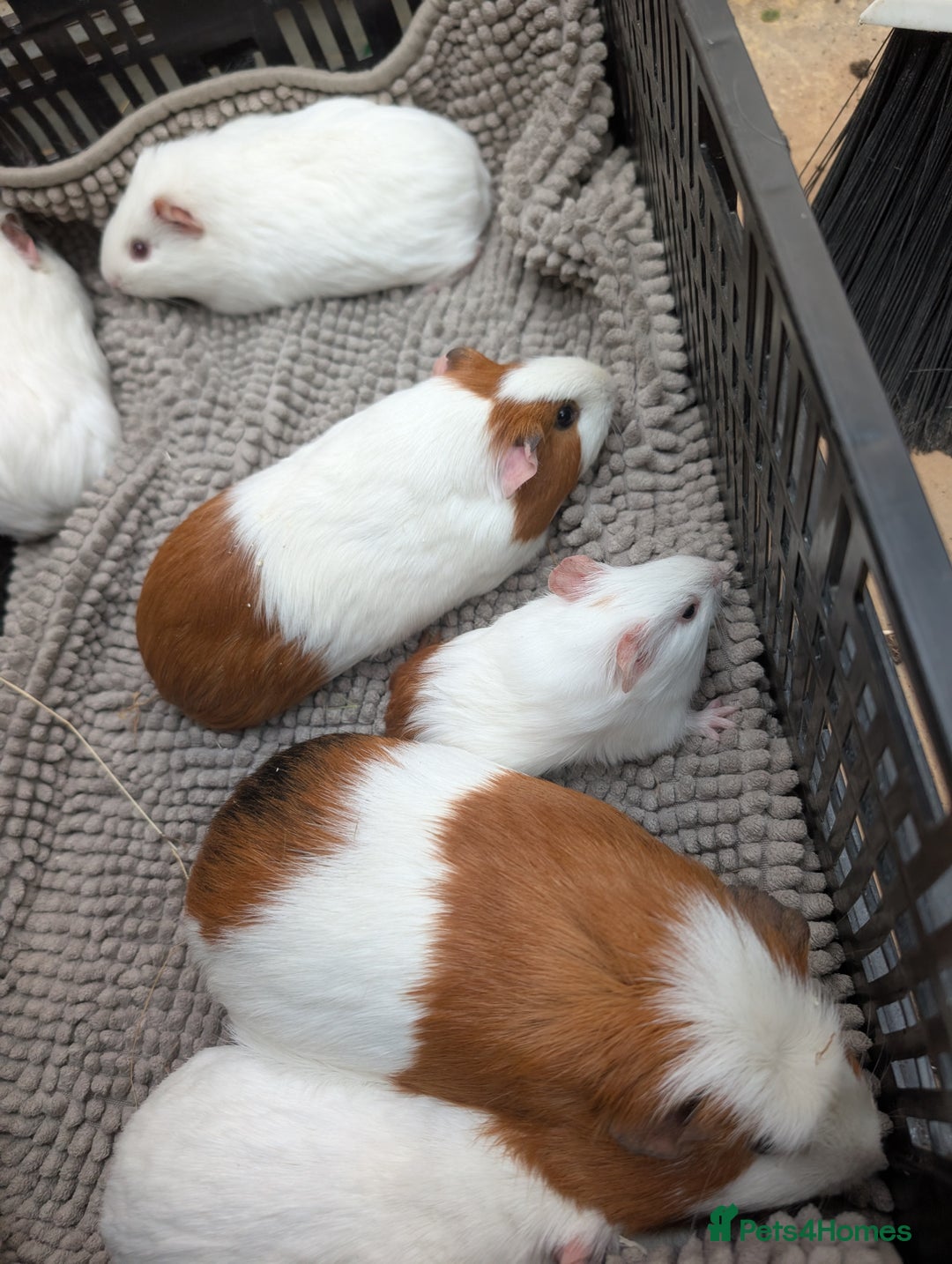 Guinea Pig rodents for sale: Rescue female guinea pigs  - Image 5