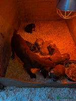 Cockapoo dogs Cockapoo puppies for sale - Advert 6