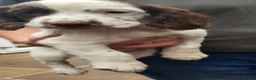 English Springer Spaniel dogs for sale: KC registered English Springer Spaniel puppies. - Advert 12