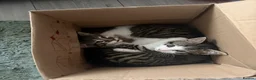 Mixed Breed cats for sale: Male Kittens needing new homes  in Swansea - Advert 3