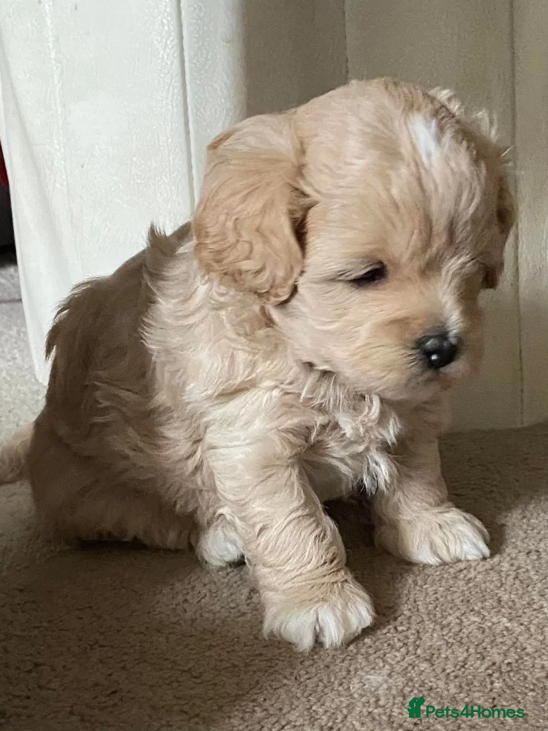 Toy Poodle dogs for stud: Silver Toy poodle  in Verwood - Advert 21